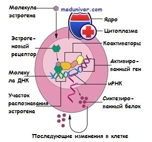 Эстрогеновый рецептор. Строение и функция