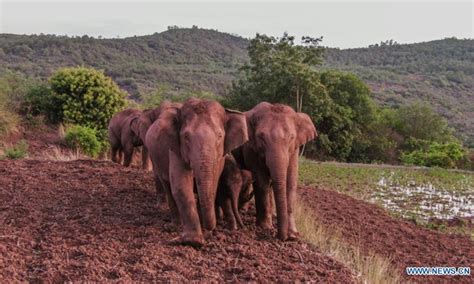 Herd Of Wild Asian Elephants Makes Temporary Stop In Outskirts Of Kunming Global Times