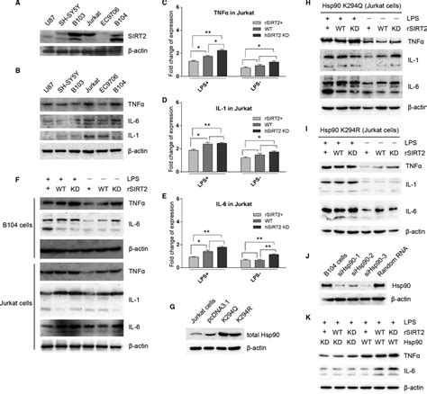 Sirt Expression Was Examined In Six Cell Lines B B And Jurkat