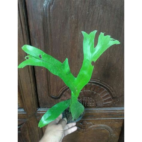 Jual Kadaka Tanduk Rusa Tanah Shopee Indonesia