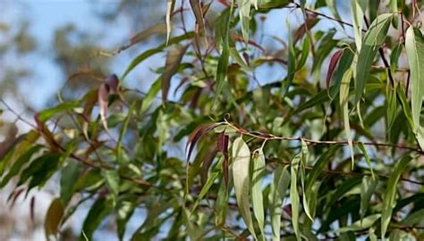 Growing Eucalyptus Indoors Successfully Here S How