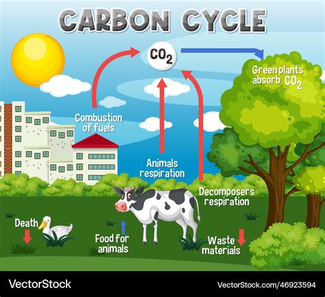 Carbon Cycle Diagram For Science Education Vector Image