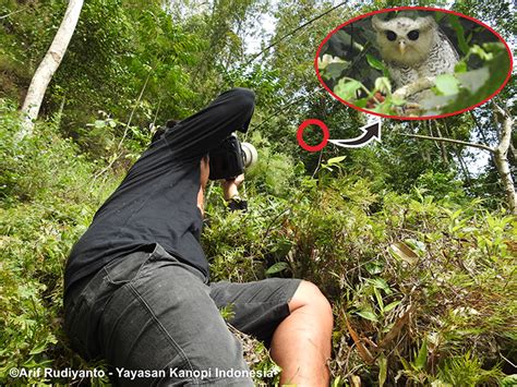 Wisata Pengamatan Burung Di Desa Jatimulyo Yayasan Kanopi Indonesia