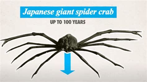 The Biggest Crab In The World Japanese Spider Crab