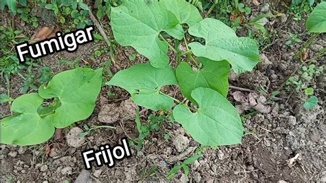 cómo fumigar el frijol primera fumigada a los 15 días LasCosasdelCampo