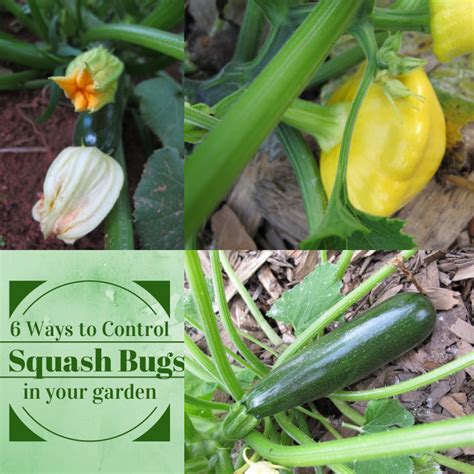 Ways To Get Rid Of Squash Bugs In Your Garden Naturally Garden