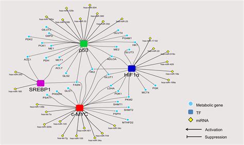 Micrornas And Oncogenic Transcriptional Regulatory Networks Controlling