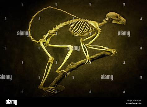 Illustration skeleton True lemur, skeleton, dead head, painting Stock Photo - Alamy