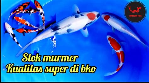 Rivew Ikan Super Dengan Harga Murmer Di Basman Koi Official YouTube