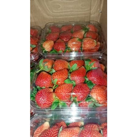 Jual TURUN HARGA BUAH STRAWBERRY MENCIR MANIS DARI LEMBANG 1KG