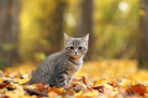 Recognizing Cat Poisoning Signs | Citrus County Vets