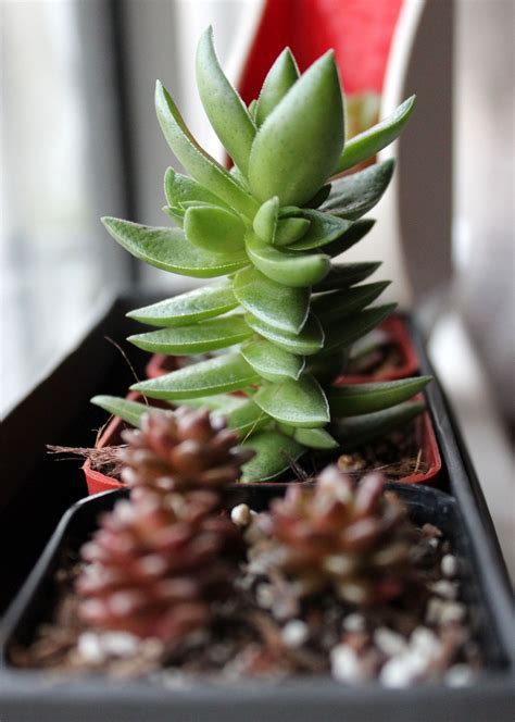 Spiky Succulent Plant A Guide To Growing And Caring For Them