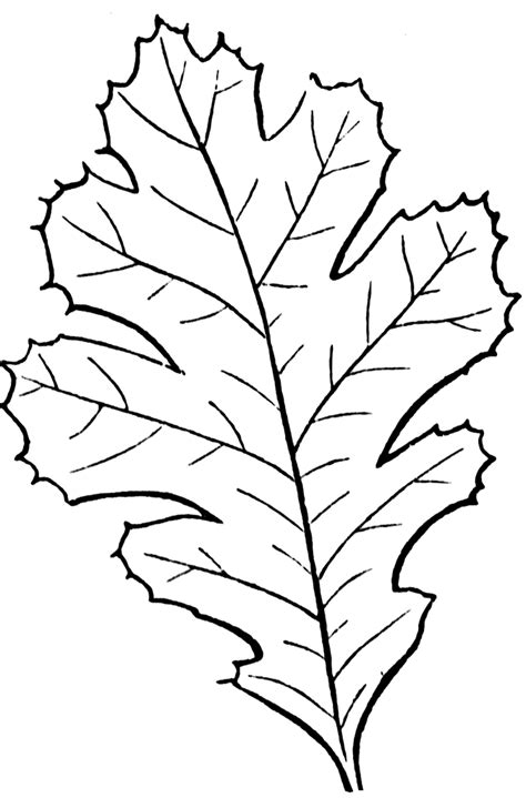 Free Large Leaf Template, Download Free Large Leaf Template png images ...