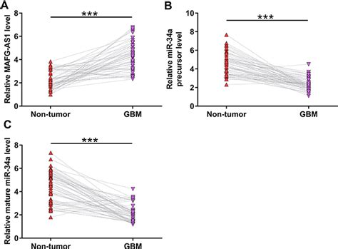 Role Of Lncrna Mafg As In Glioblastoma Cell Proliferation Cmar