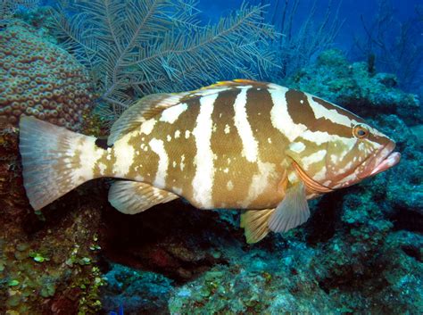 Nassau grouper