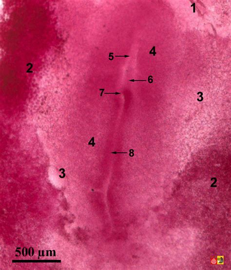 18 Hr Chick Embryo Diagram Quizlet