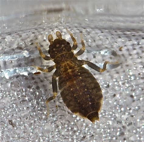 Aquatic Insects Of Central Virginia New Water A Trip To The Buffalo