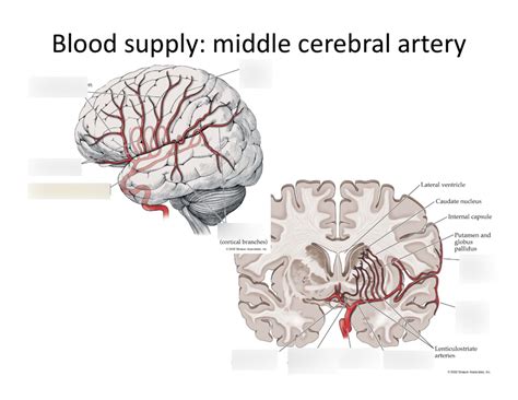 Blood Supply Middle Cerebral Artery Diagram Quizlet