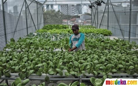 Menyulap Atap Masjid Jadi Kebun Sayur Hidroponik