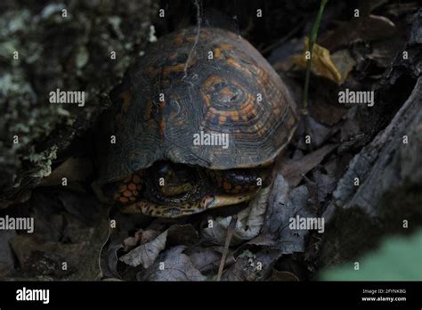 Eastern Box Turtle Hi Res Stock Photography And Images Alamy