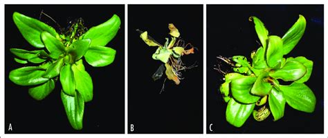 Effect Of Desiccation Treatment On The Resurrection Plant C