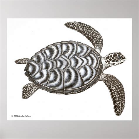 Hawksbill Sea Turtle Print Zazzle