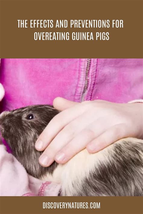 Can Guinea Pigs Overeat Effects And Prevention Of Overfeeding Artofit