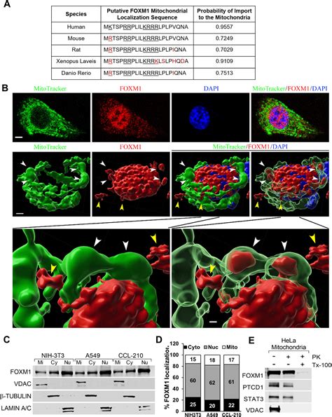 FOXM1 Nuclear Transcription Factor Translocates Into Mitochondria And