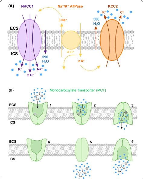 A Transmembrane Movement Of Ions And Water Blue Dots By The