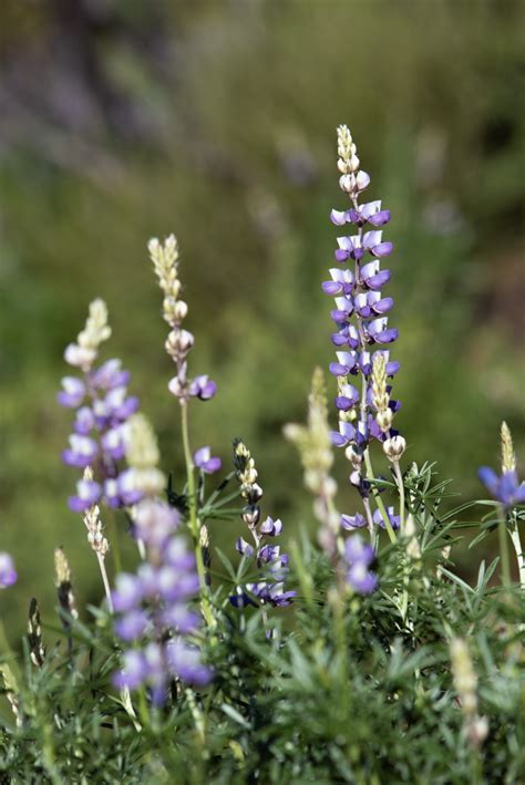 Lupinus Albifrons Calflora