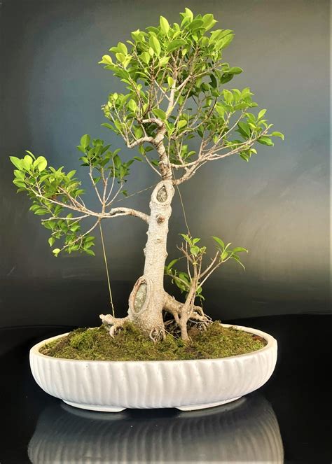 Ficus Microcarpa Live Bonsai Tree Buy Indian Bonsai Delhi Home