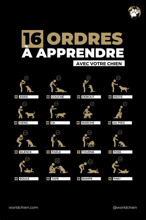 Ordres Apprendre Avec Votre Chien Activit S Pour Chien Garderie