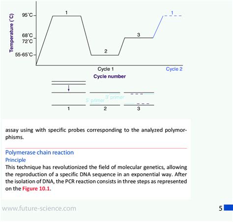 Polymerase Chain Reaction Steps