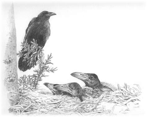 Common Raven | Sponsor-a-Species Campaign