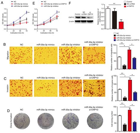 Mir‑30a‑3p Suppresses The Proliferation And Migration Of Lung