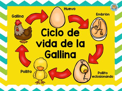 Ciclo De Vida De La Gallina 1 Imagenes Educativas