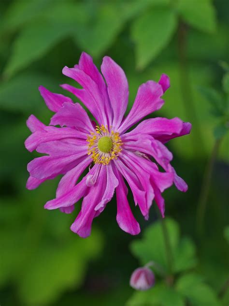 Anemone Japonica Prinz Heinrich The Beth Chatto Gardens