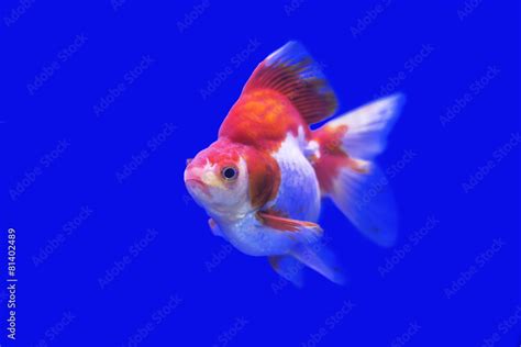 Goldfish Ryukin fancy colors in the tank ,bule backgound Stock Photo ...