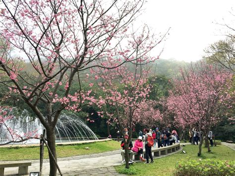 Cherry Blossoms | Yangmingshan National Park in Taiwan – Althea's ...