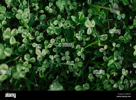 Fresh Green Leaves Of Clover Grass And Micro Clover For Lawn In The Rays Of Summer Sunlight