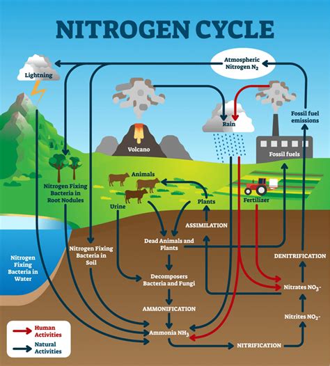 Describe Nitrogen Cycle In Your Own Words