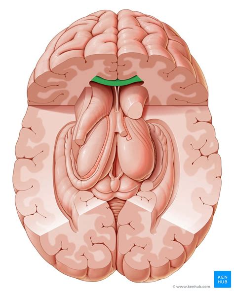 Corpus Callosum Anatomy Function And Clinical Aspects Kenhub