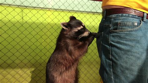 Raccoon head Stock Video Footage - 4K and HD Video Clips | Shutterstock