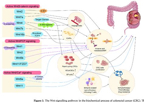 The Wnt Signalling Pathway In The Biochemical Process Of Colorectal