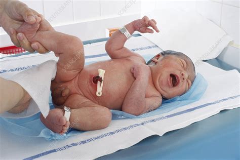 Cleaning Newborn Baby Stock Image M815 0323 Science Photo Library