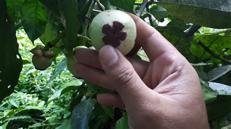 Mengenal Manggis Putih Varietas Manggis Cantik Asal Lombok