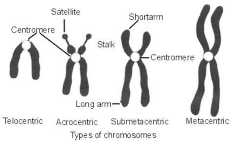 Centromere Types