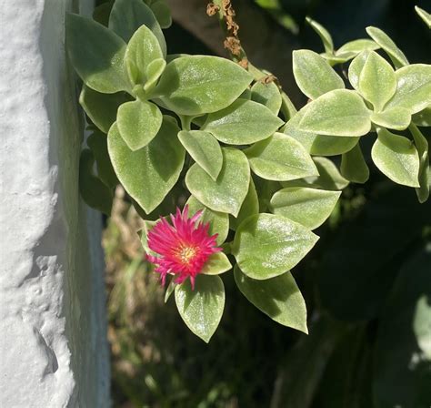 Beauty Everywhere Rpics