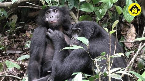 Grooming Behaviors Beween Male And Female Bonobos 【observations Of Bonobos 144】 Youtube