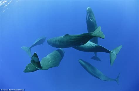 Franco Banfi Captures Sperm Whales Sleeping Vertically Daily Mail Online